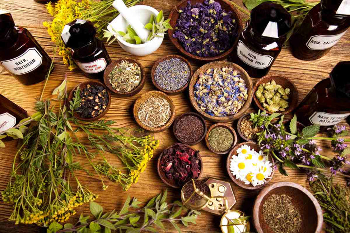 The Power of Botanicals: Harnessing Nature’s Remedies for Holistic Wellbeing