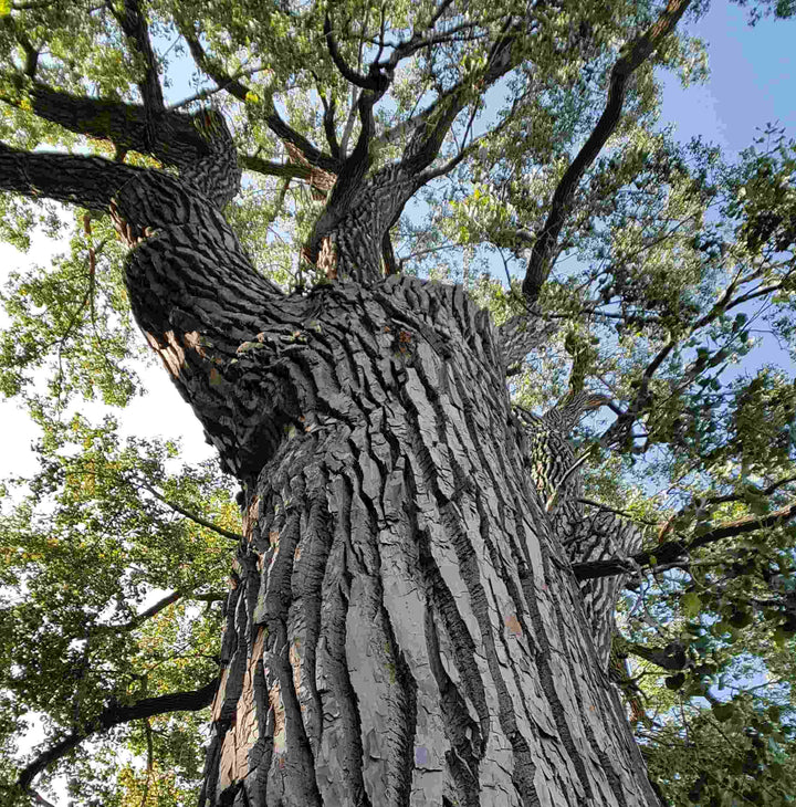 Maritime Pine Bark