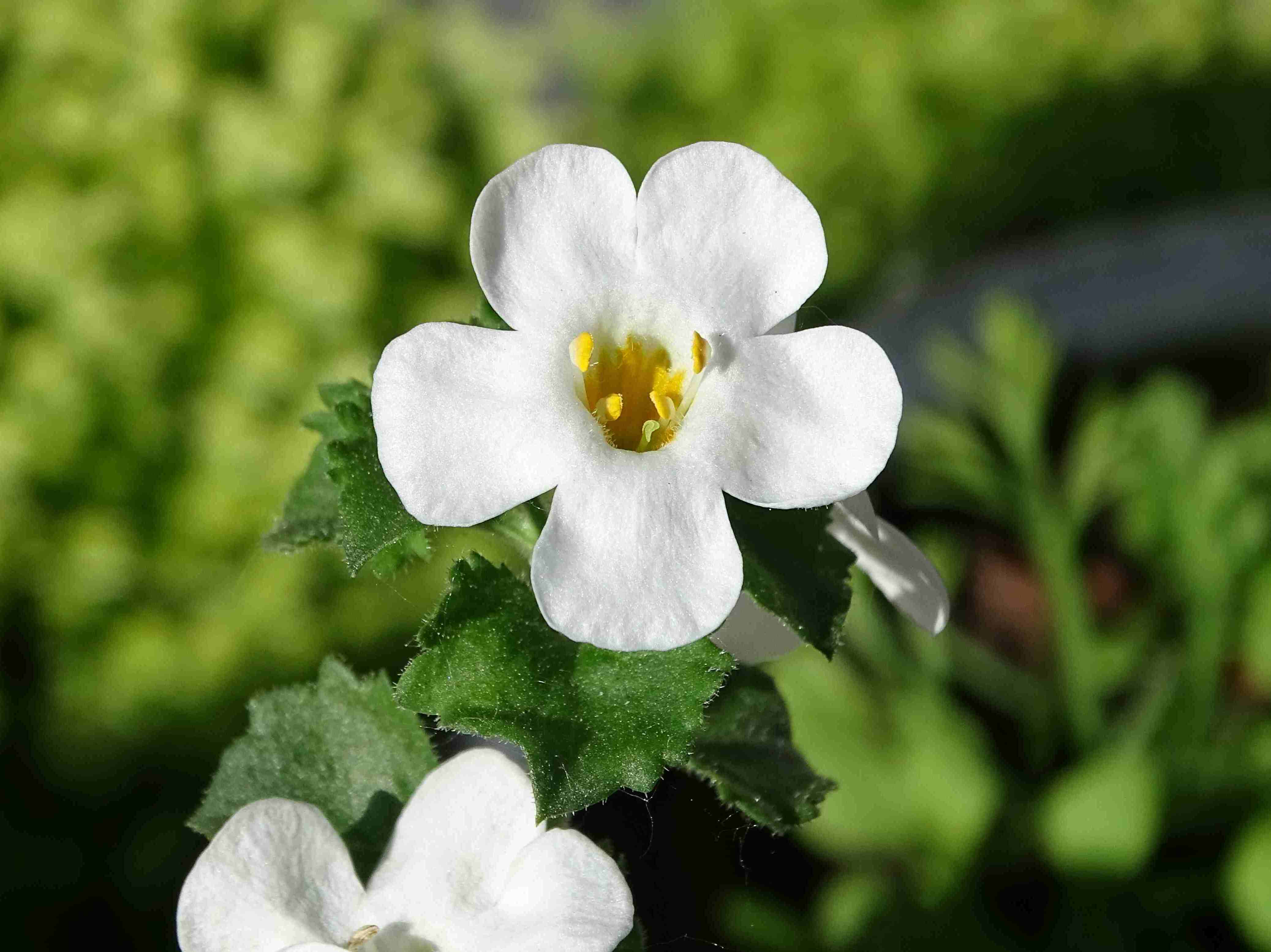 How Bacopa Monnieri Supports Mental Resilience – Revive Active UK