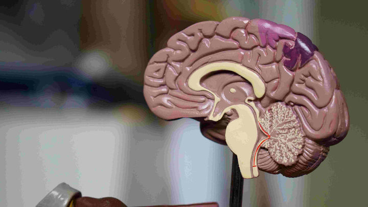 Brain 