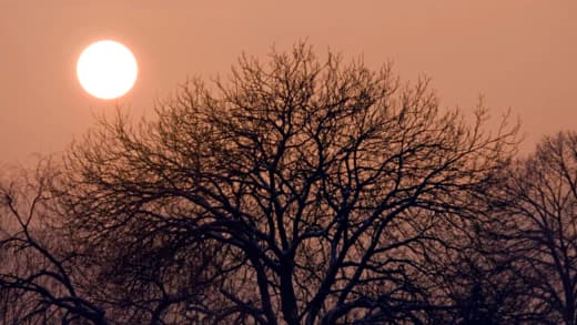 Revive Active - Vitamin D - Sunshine - Immune System - Supplement 